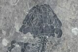 Discosauriscus (Early Permian Reptiliomorph) #76377-3